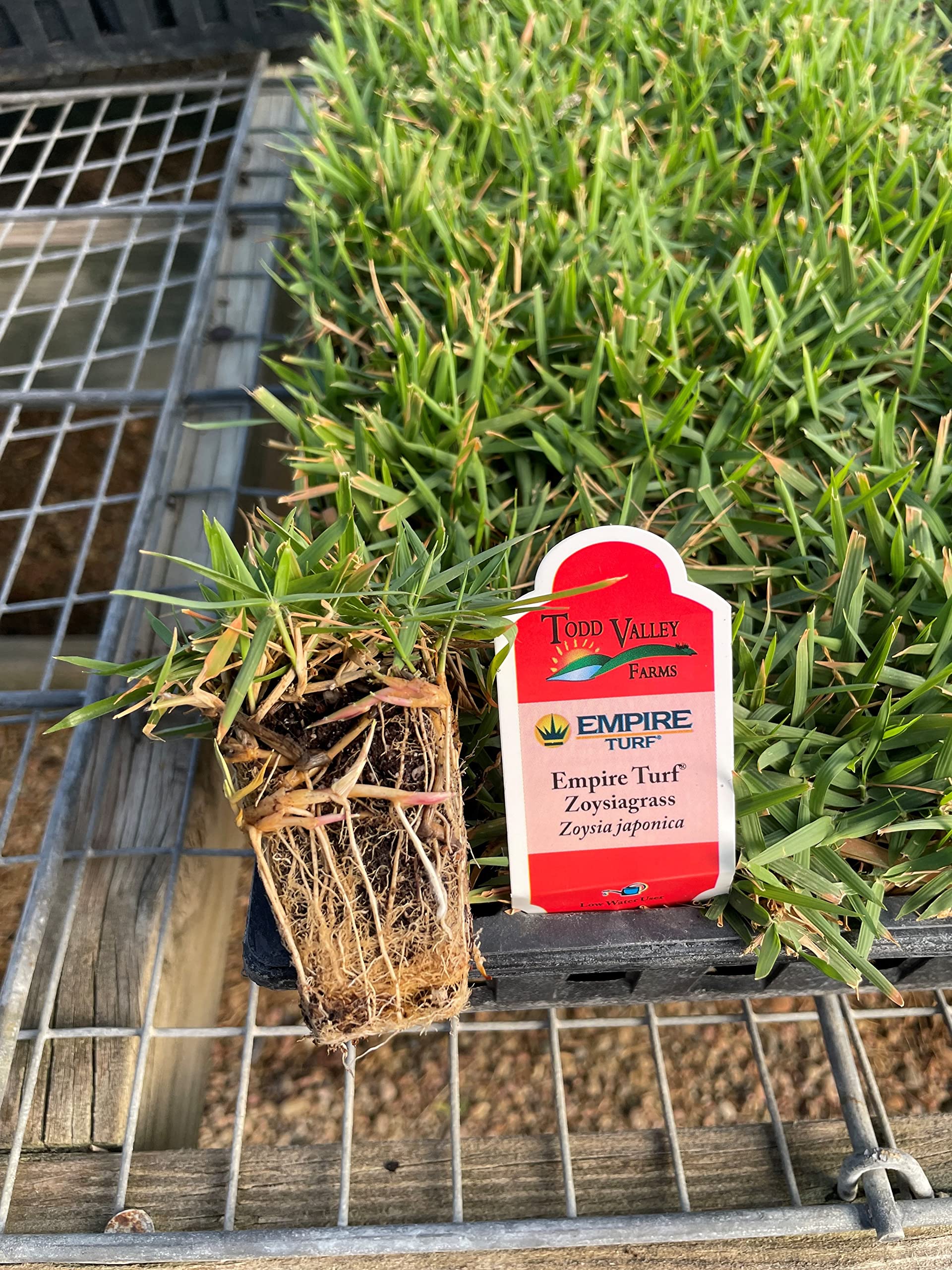 Amazon.com : Empire Turf Zoysia Grass Plugs : Patio, Lawn & Garden